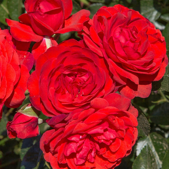 Canyon Road™ - Star Roses and Plants