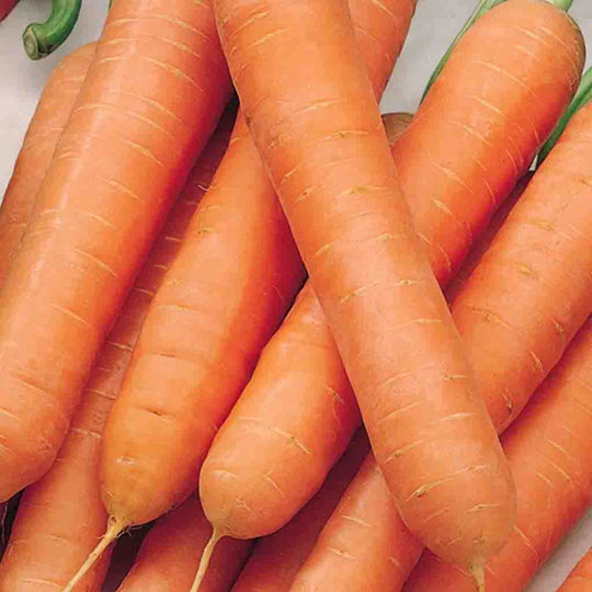 Organic Carrot Nantes Touchon - McKenzie Seeds