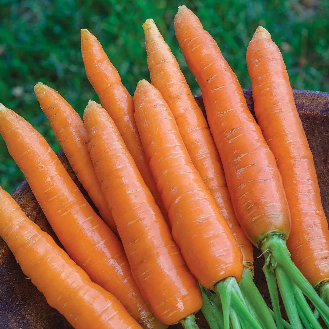 Organic Carrot Half-Long Nantes - Burpee Seeds