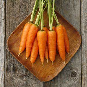 Carrot Danvers Half Long - Pacific Northwest Seeds