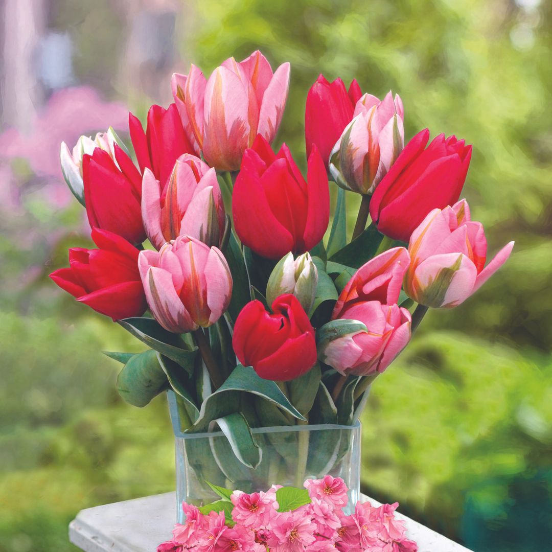 Tulips - Cherry Blossoms, Colourful Companions, 12 Pack