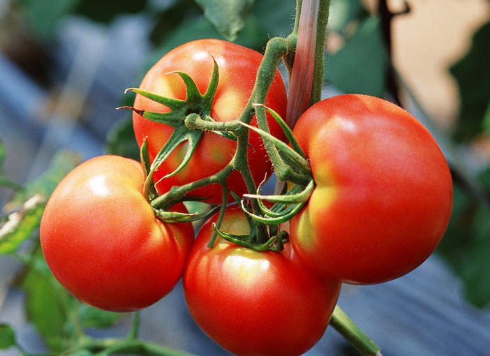 Tomato Celebrity Hybrid - Pacific Northwest Seeds