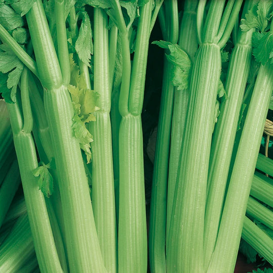 McKenzie Seeds Celery Utah