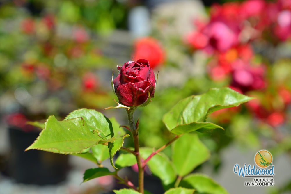 Celestial Night - Weeks Rose