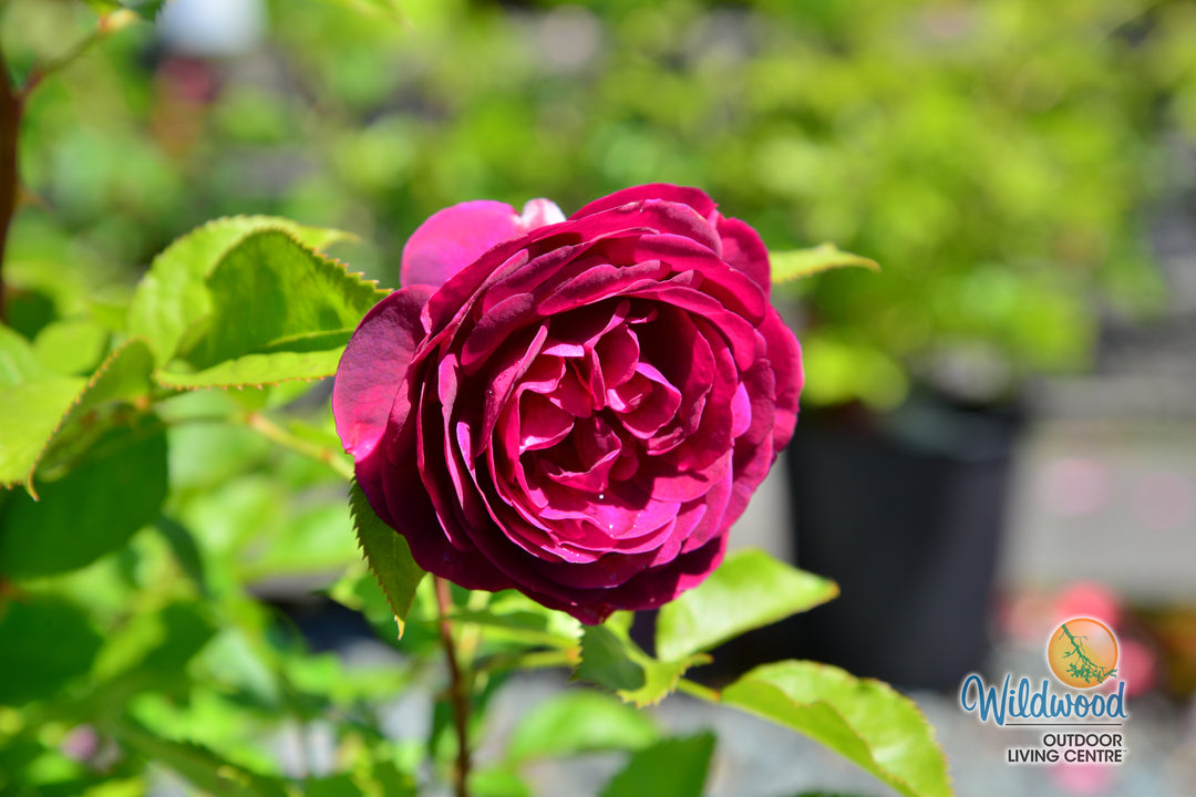 Celestial Night - Weeks Rose