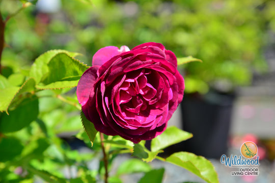 Celestial Night - Weeks Rose