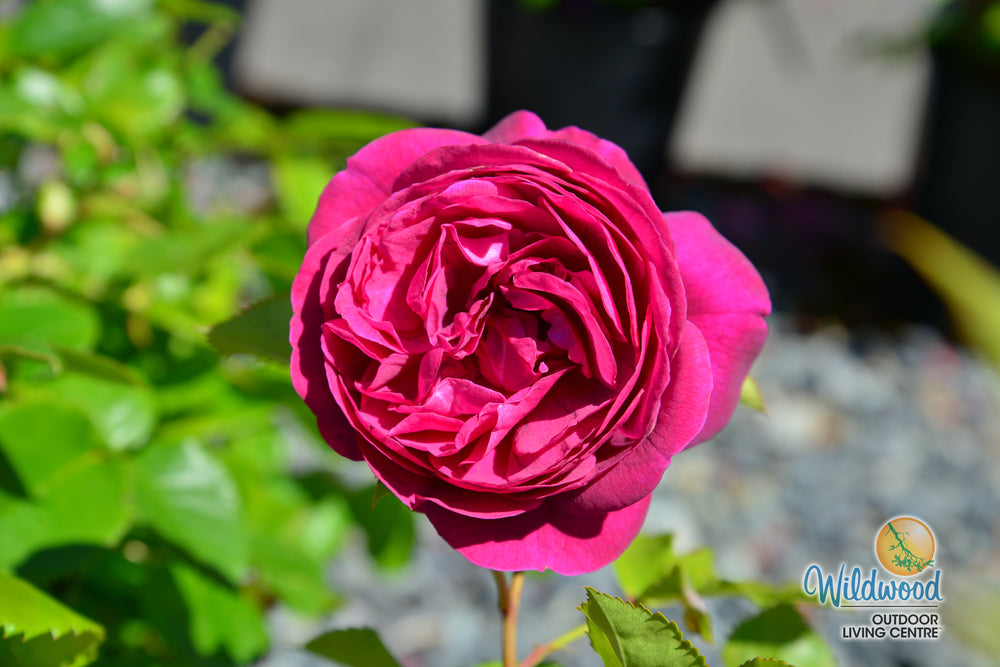 Celestial Night - Weeks Rose