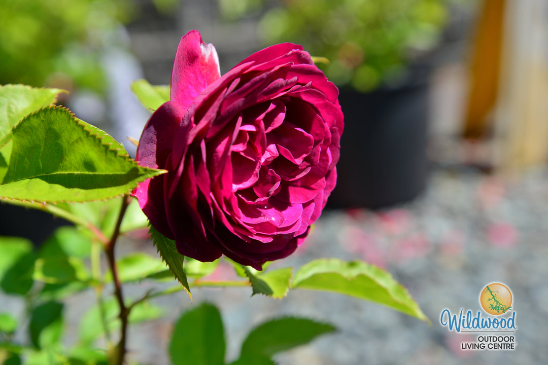 Celestial Night - Weeks Rose