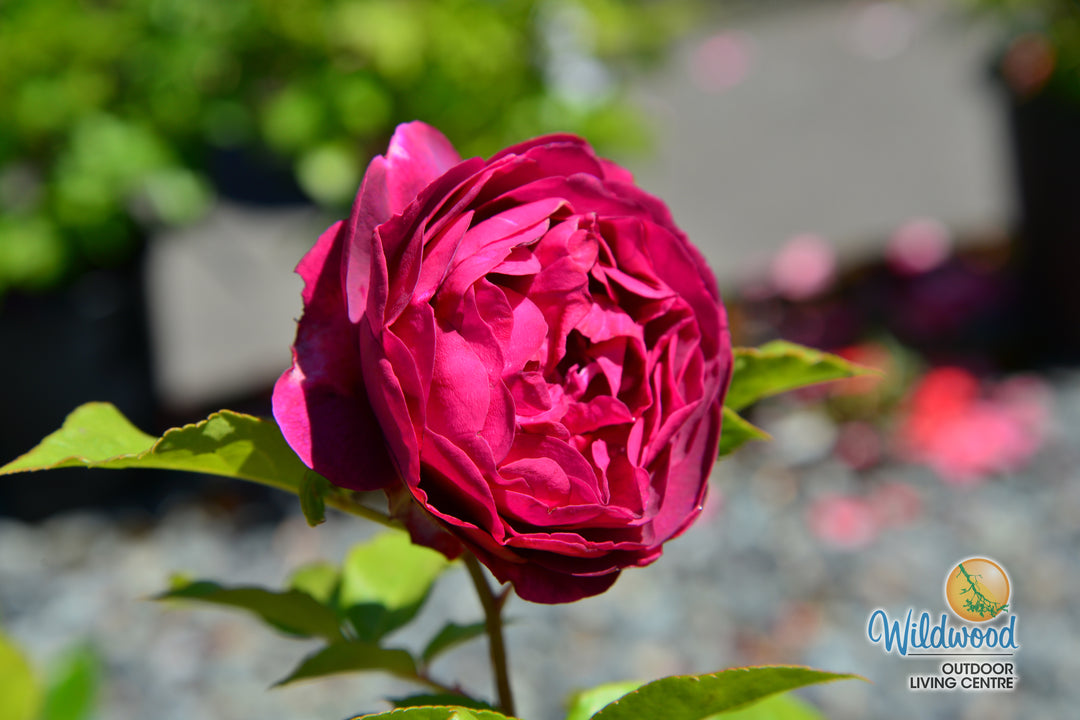 Celestial Night - Weeks Rose
