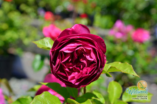 Celestial Night - Weeks Rose