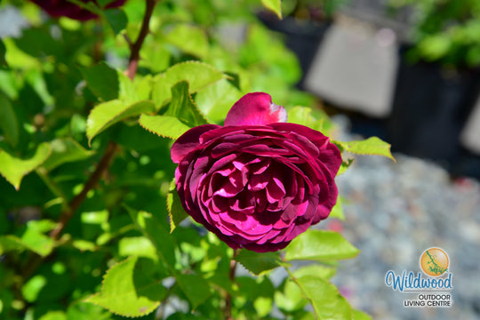 Celestial Night - Weeks Rose