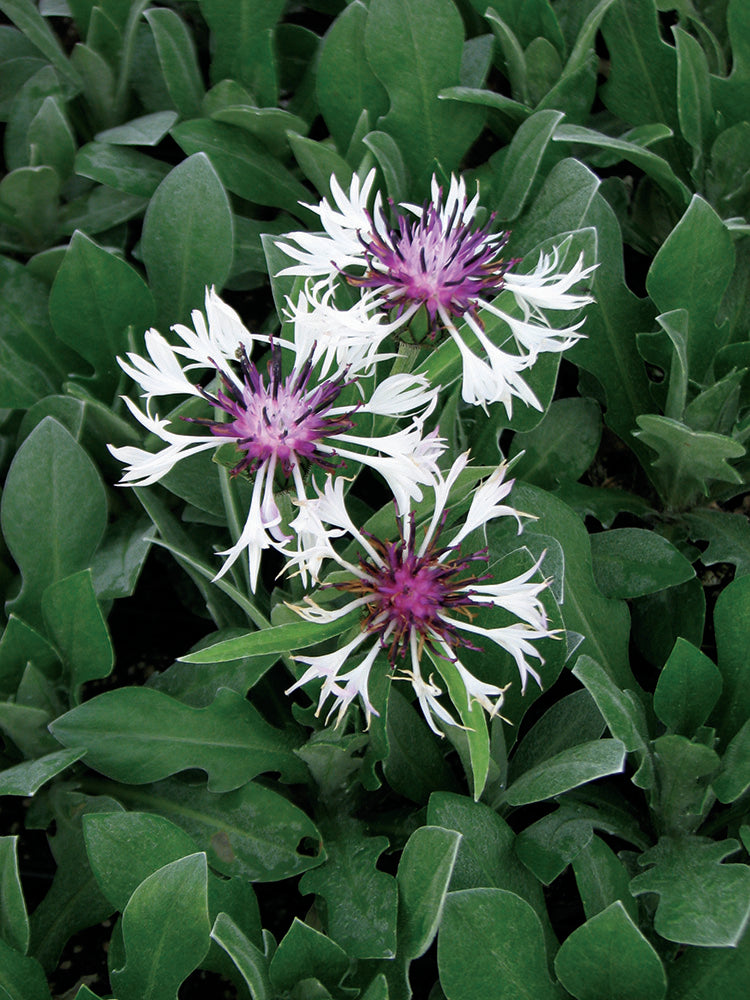 Cornflower - Amethyst in Snow, 1 Pack