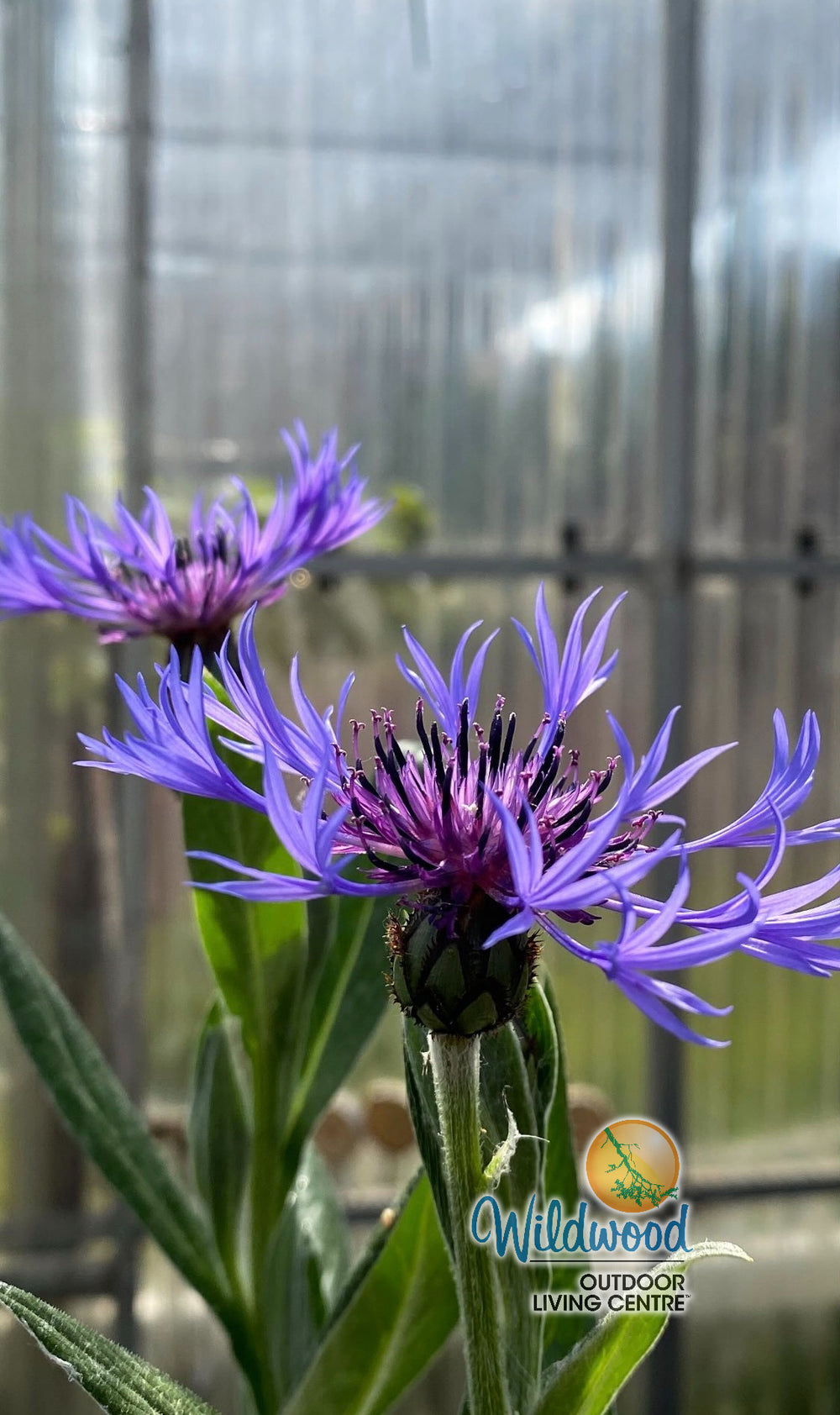 Cornflower -  Montana Blue, 1 Pack