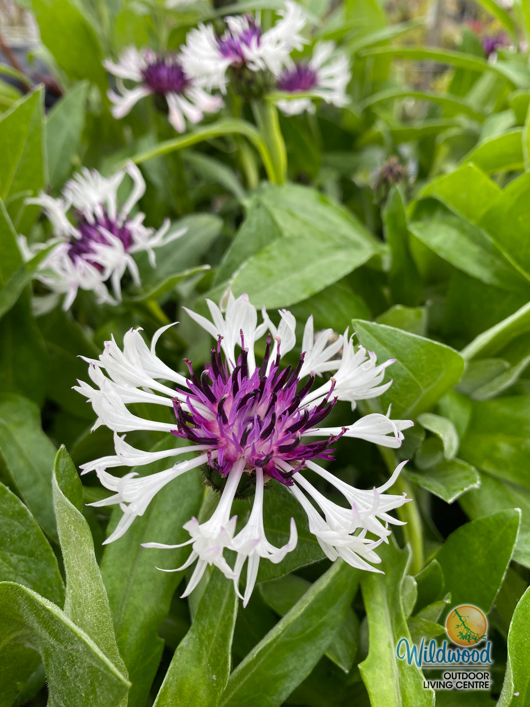 Cornflower - Amethyst in Snow, 1 Pack