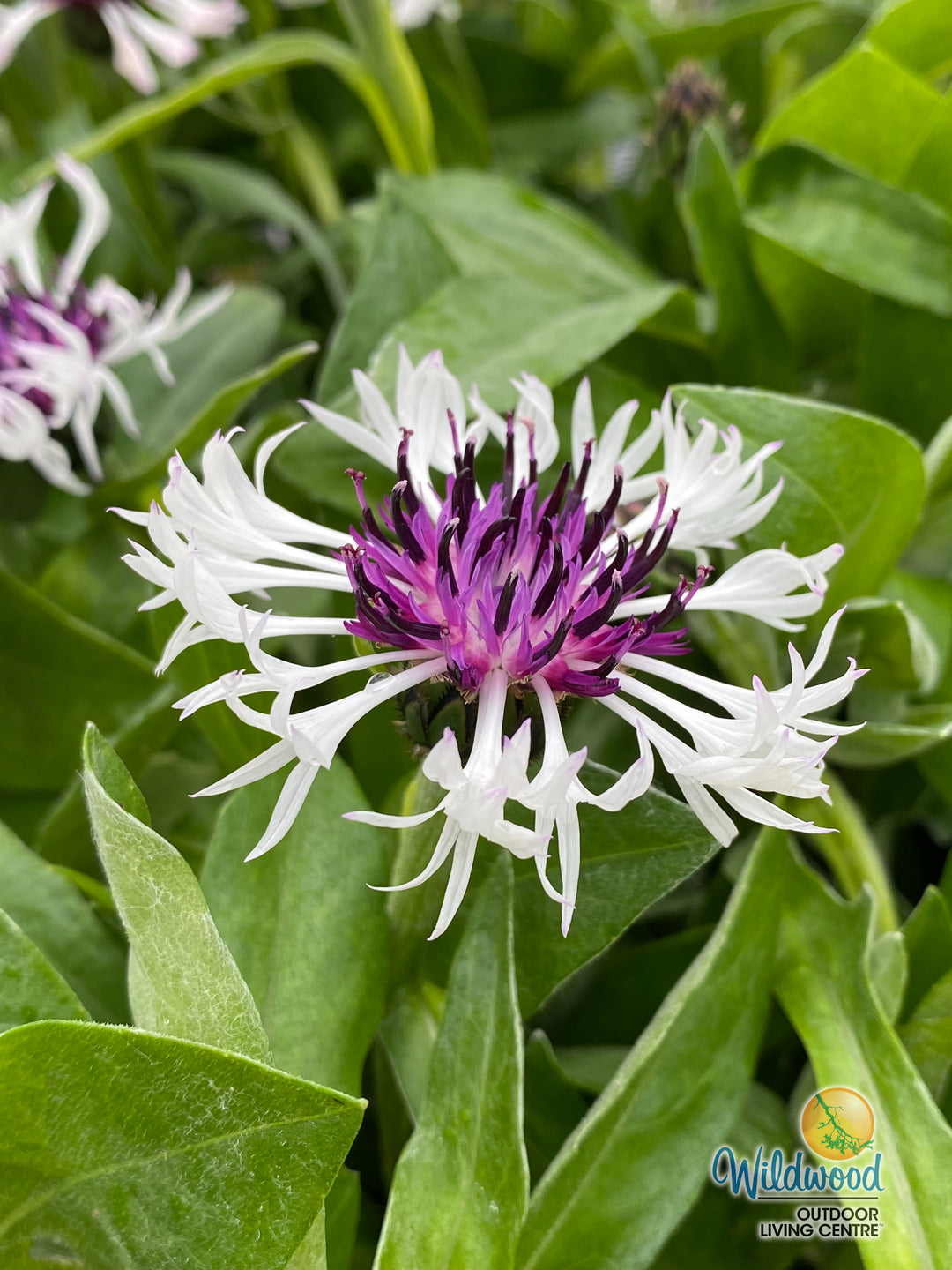 Cornflower - Amethyst in Snow, 1 Pack