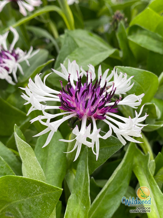Cornflower - Amethyst in Snow, 1 Pack