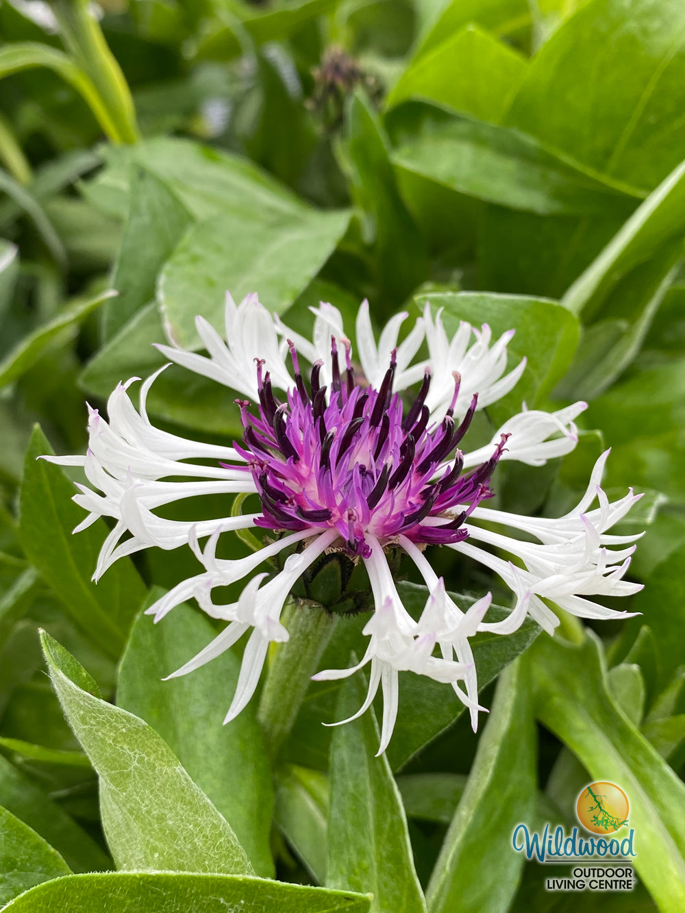 Cornflower - Amethyst in Snow, 1 Pack