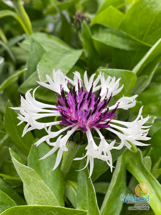 Cornflower - Amethyst in Snow, 1 Pack