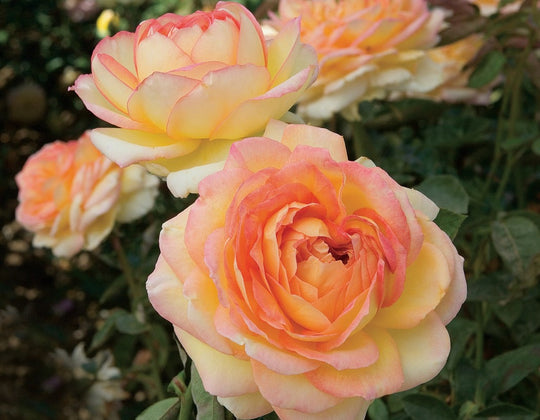 Centennial Star - Star Roses and Plants