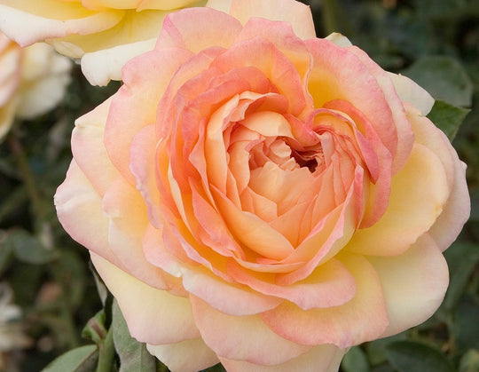 Centennial Star - Star Roses and Plants