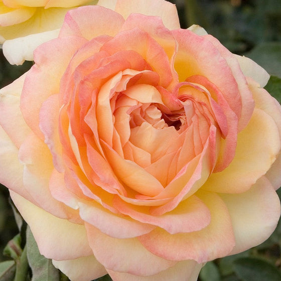 Centennial Star - Star Roses and Plants