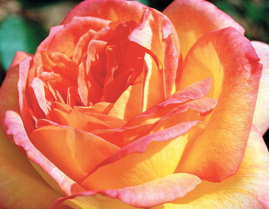 Centennial Star - Star Roses and Plants