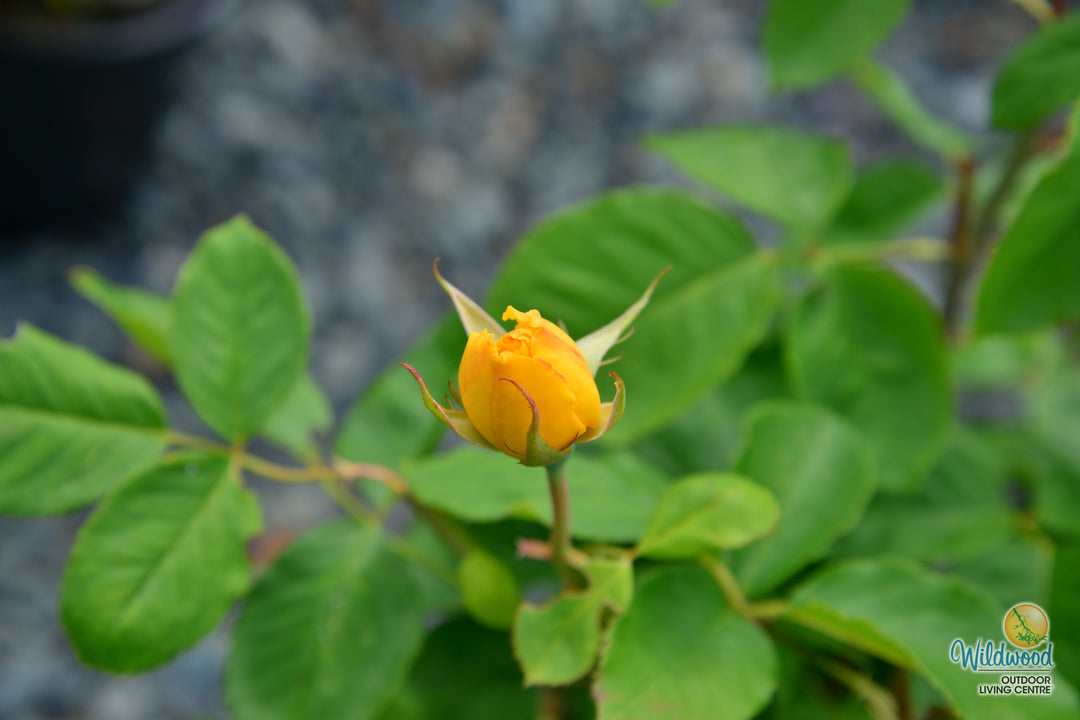 Ch-Ching - Weeks Rose