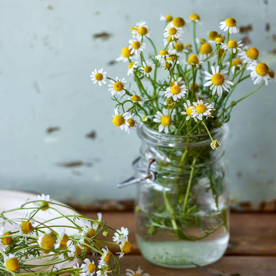 Chamomile German - Burpee Seeds