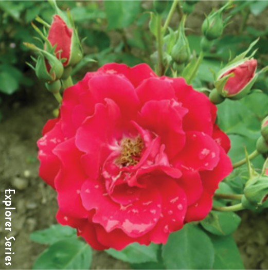 Champlain - Cold Hardy Rose