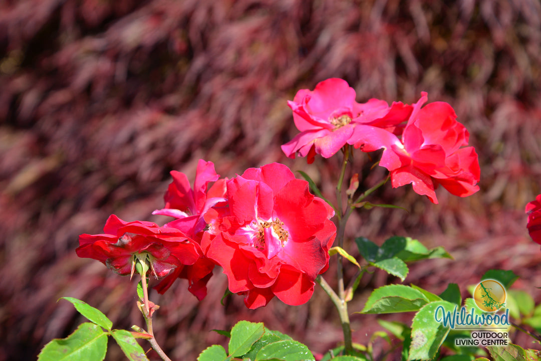 Champlain - Cold Hardy Rose