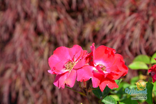 Champlain - Cold Hardy Rose