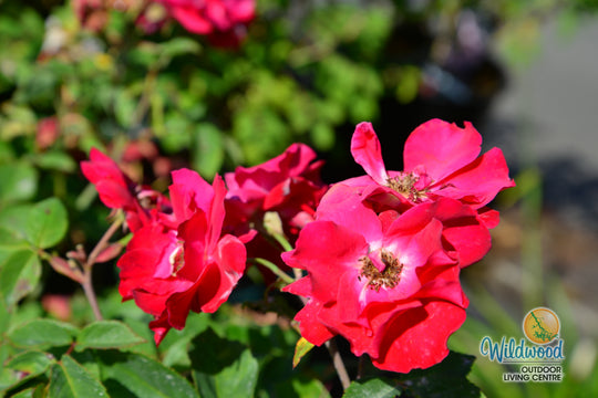 Champlain - Cold Hardy Rose