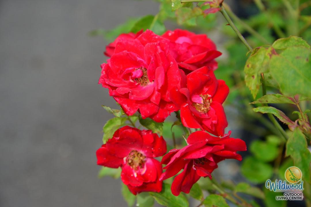 Champlain - Cold Hardy Rose