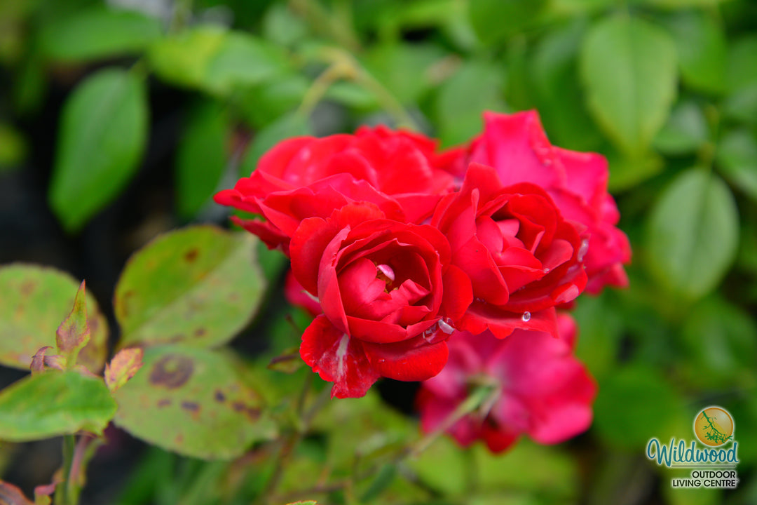 Champlain - Cold Hardy Rose