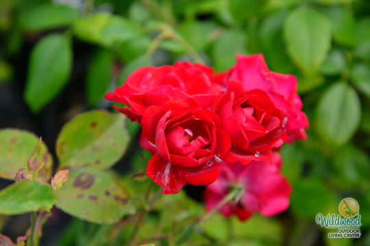 Champlain - Cold Hardy Rose