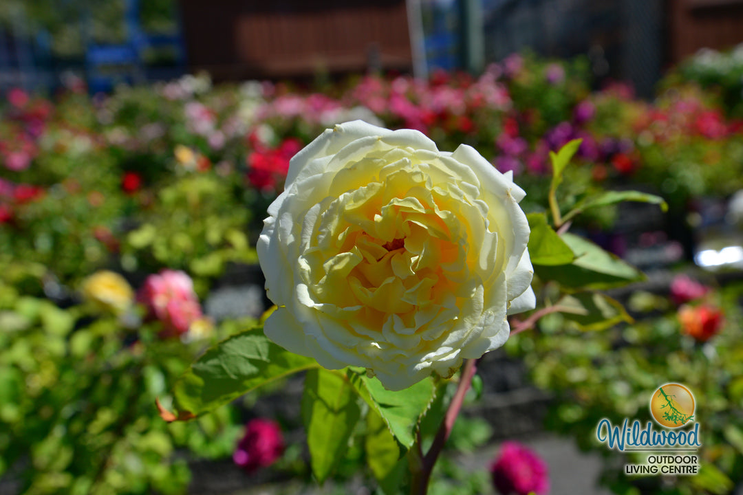 Chantilly Cream - Weeks Rose