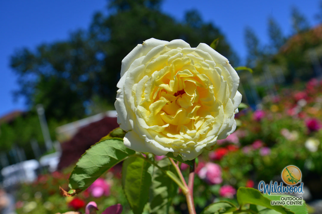 Chantilly Cream - Weeks Rose