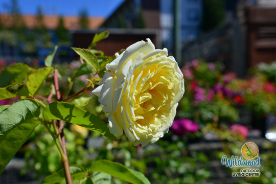 Chantilly Cream - Weeks Rose