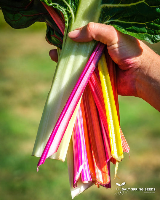 Chard Rainbow - Salt Spring Seeds