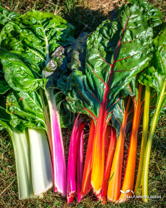 Chard Rainbow - Salt Spring Seeds