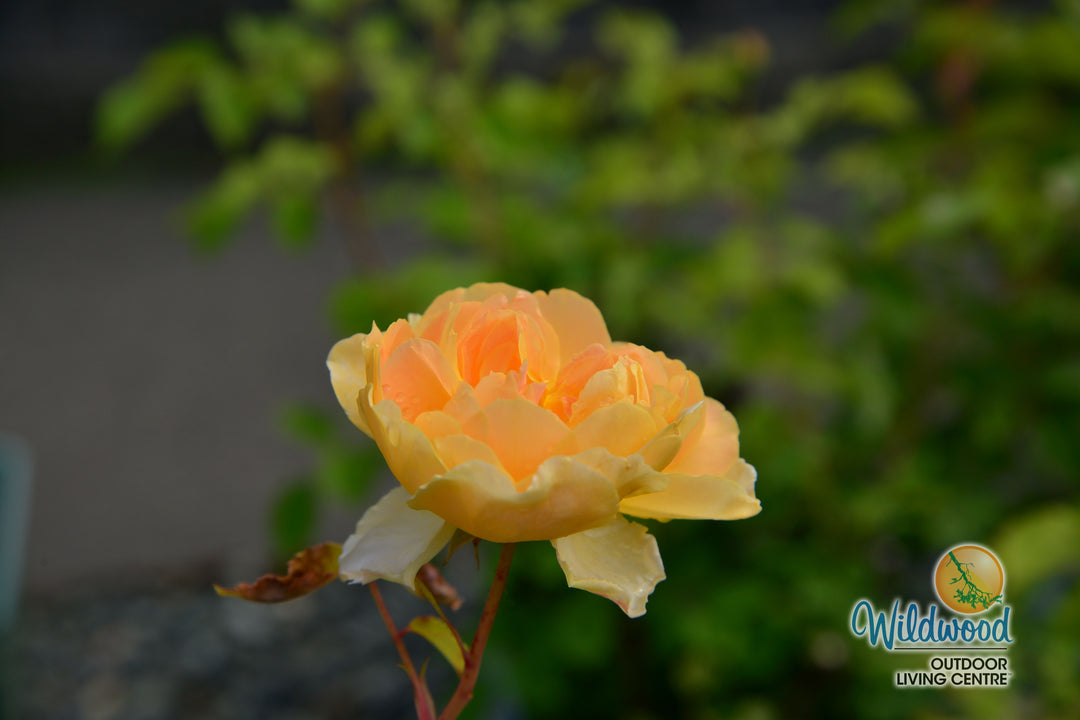 Charles Darwin - David Austin Rose