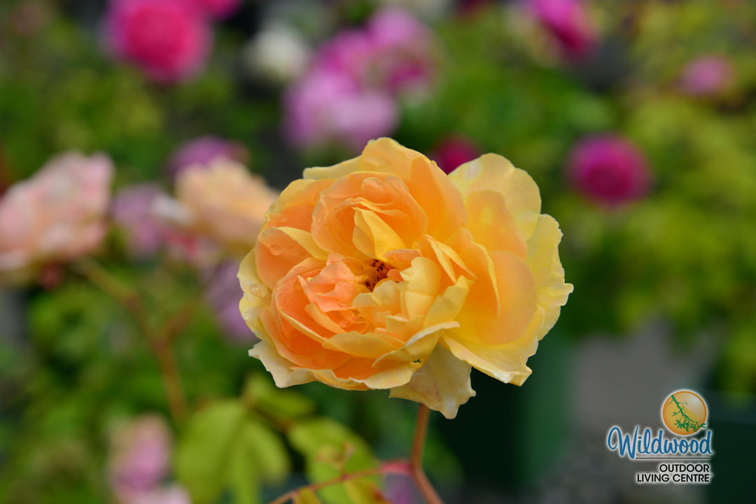 Charles Darwin - David Austin Rose
