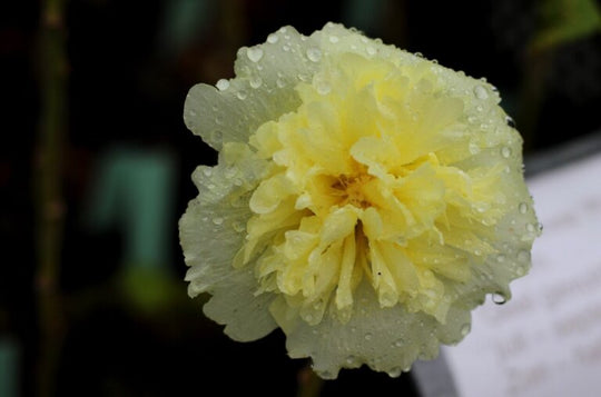 Hollyhock Chaters Double Mixed - Ontario Seed Company