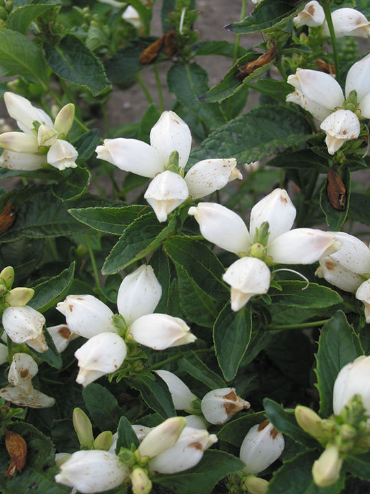 Chelone - Alba, 1 Pack