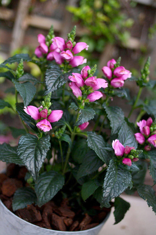 Chelone - Tiny Tortuga, 1 Pack