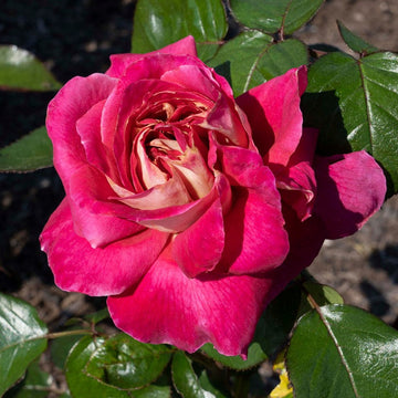 Cherries & Champagne™ - Star Roses and Plants