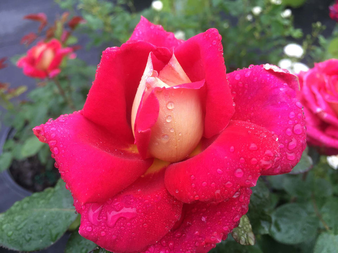 Cherries & Champagne™ - Star Roses and Plants