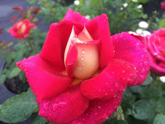 Cherries & Champagne™ - Star Roses and Plants