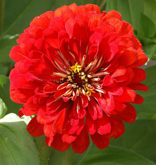 Zinnia Cherry Queen - West Coast Seeds