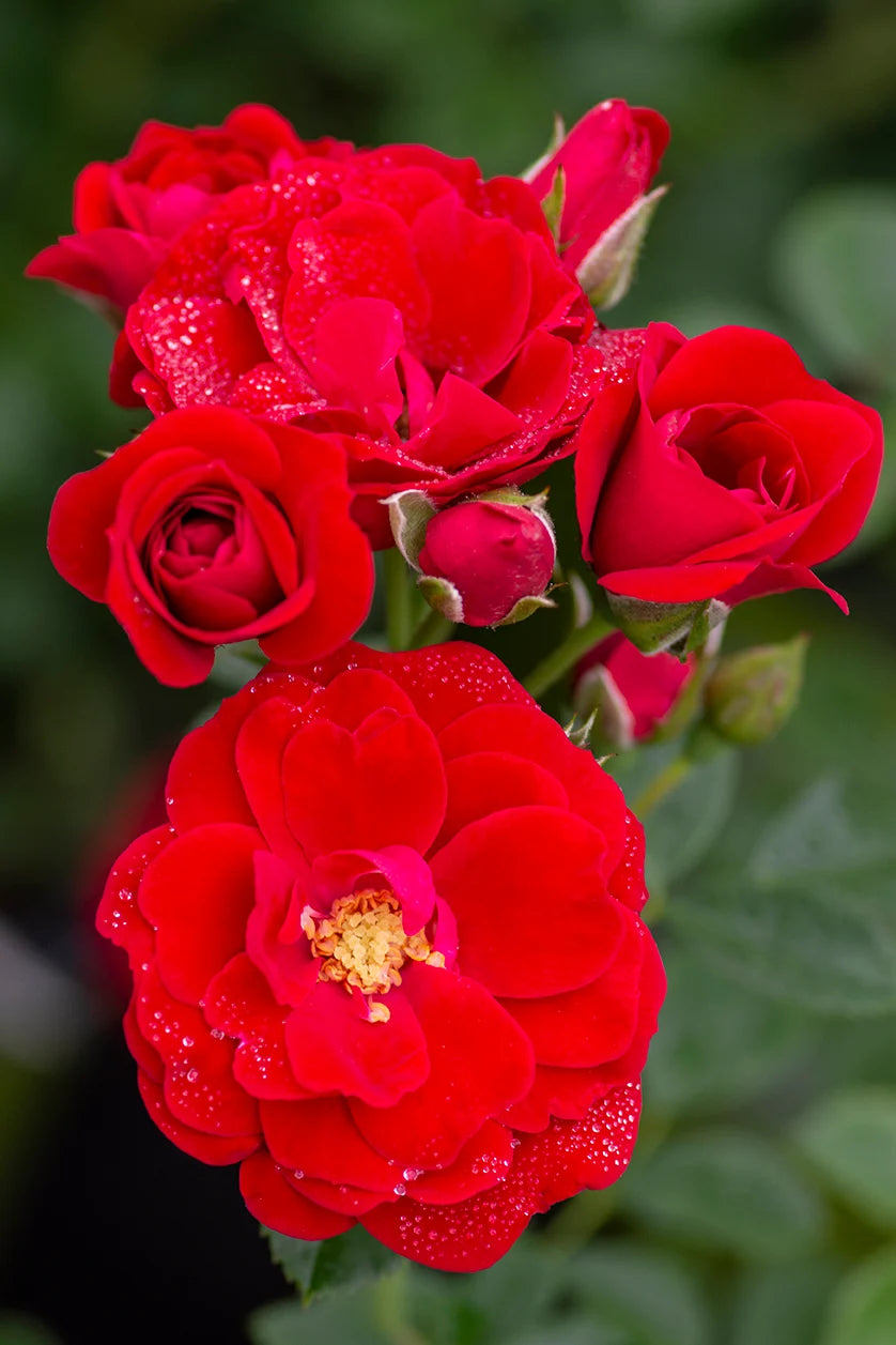 Cherry Frost - Star Roses and Plants